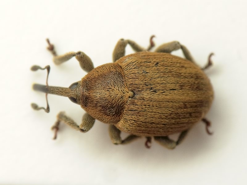 Sibinia pellucens (Scopoli, 1772)